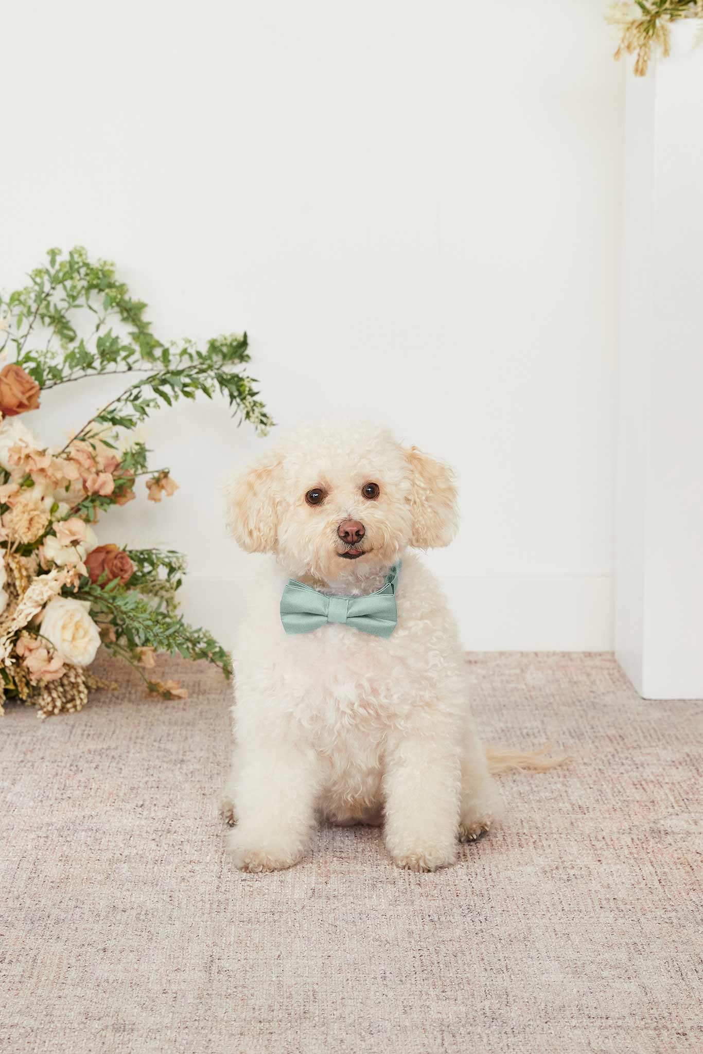 Sage Sadie Dog Bow Tie Collar by Birdy Grey